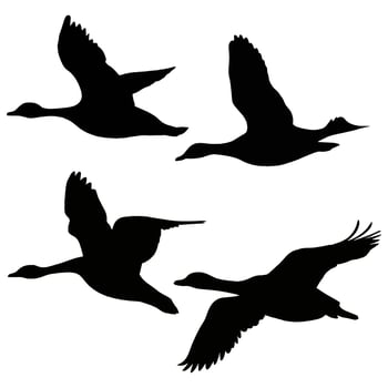set of flying and landing wild ducks Silhouettes set vector