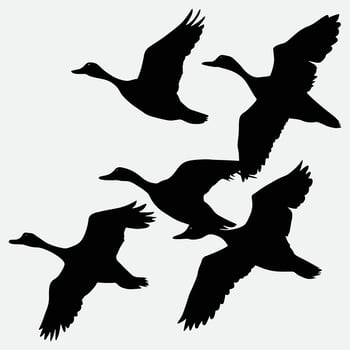 set of flying and landing wild ducks Silhouettes set vector