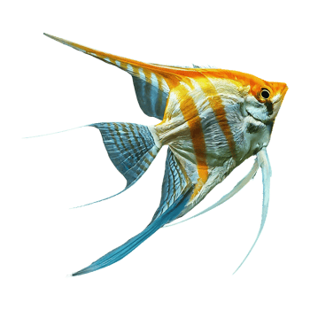 japanese angelfish on transparent background png