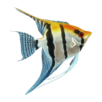 japanese angelfish on transparent background png