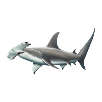great hammerhead shark on transparent background png