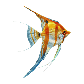 japanese angelfish on transparent background png