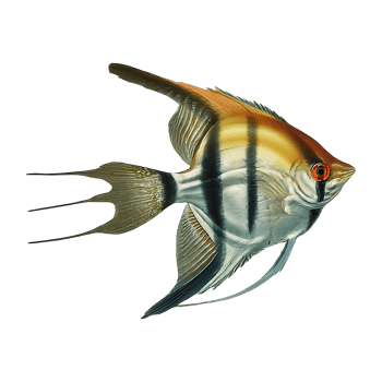 japanese angelfish on transparent background png