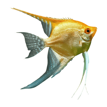 japanese angelfish on transparent background png