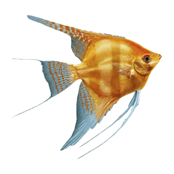 japanese angelfish on transparent background png