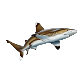 silvertip shark on transparent background highly detailed png