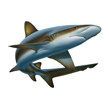 silky shark on transparent background highly detailed png