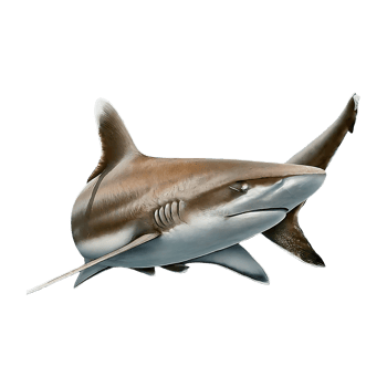 silvertip shark on transparent background highly detailed png