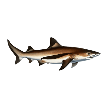 smalltail shark on transparent background highly detailed png