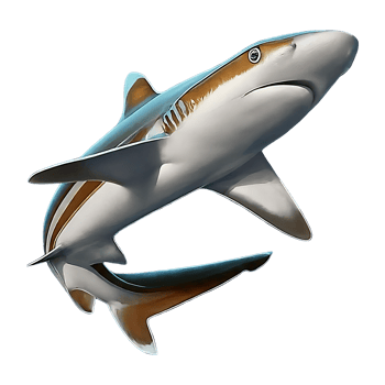 smalltail shark on transparent background highly detailed png