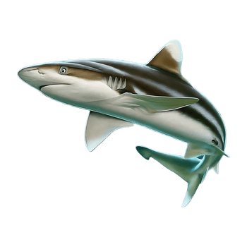 smalltail shark on transparent background highly detailed png