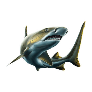 spottail shark on transparent background highly detailed png