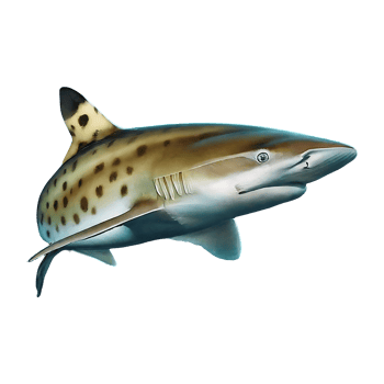 spottail shark on transparent background highly detailed png