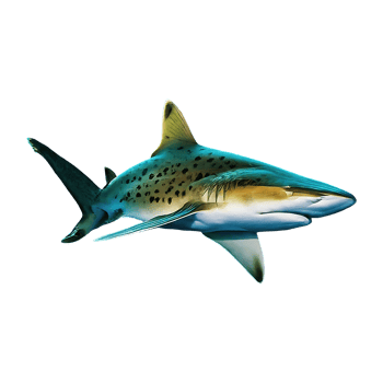 spottail shark on transparent background highly detailed png
