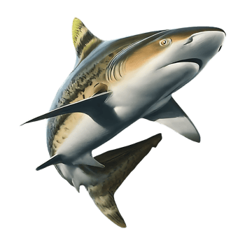 spottail shark on transparent background highly detailed png