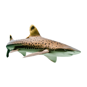spottail shark on transparent background highly detailed png