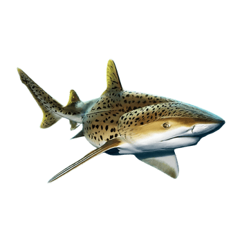 spottail shark on transparent background highly detailed png
