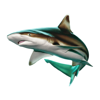 spottail shark on transparent background highly detailed png
