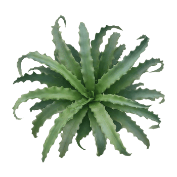 trachyphyllia on transparent background highly detailed png