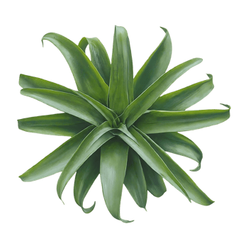 trachyphyllia on transparent background highly detailed png