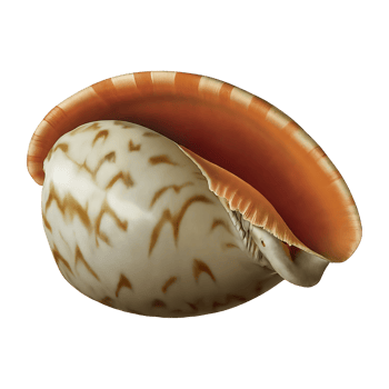 tulip shell on transparent background highly detailed png