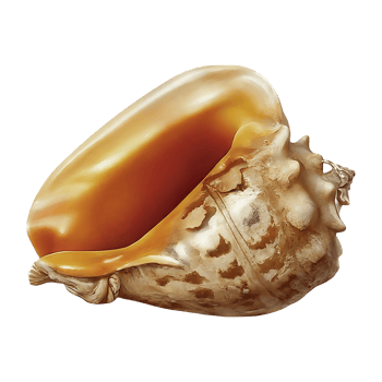 tulip shell on transparent background highly detailed png