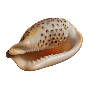 clam shell on transparent background highly detailed png