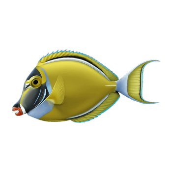doctorfish on transparent background highly detailed png