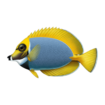 doctorfish on transparent background highly detailed png