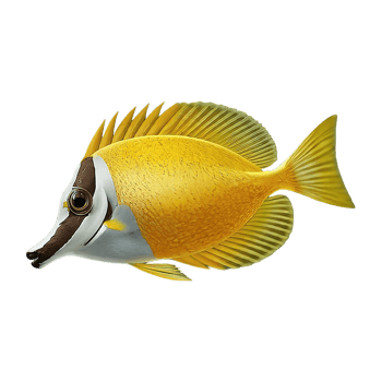doctorfish on transparent background highly detailed png