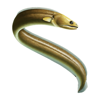 murena eel on transparent background highly detailed png