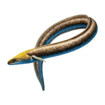 murena eel on transparent background highly detailed png