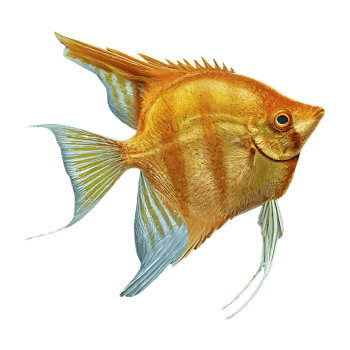 japanese angelfish on transparent background png