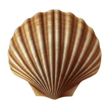 clam shell on transparent background highly detailed png