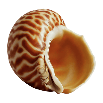 tulip shell on transparent background highly detailed png