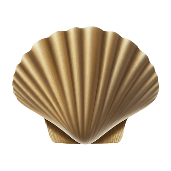 clam shell on transparent background highly detailed png