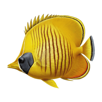 latticed butterflyfish on transparent background png