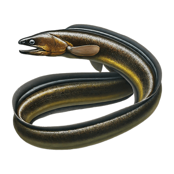 murena eel on transparent background highly detailed png