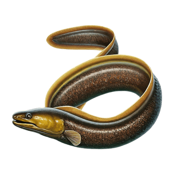 murena eel on transparent background highly detailed png