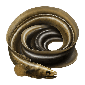 murena eel on transparent background png