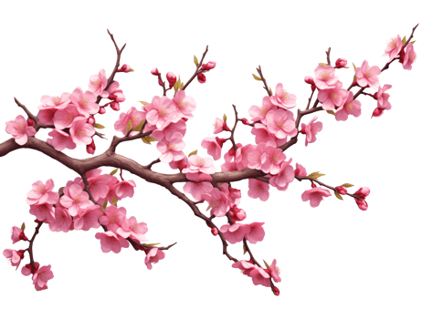 Cherry Blossom Sakura Tree Branch Isolated on Transparent Background png