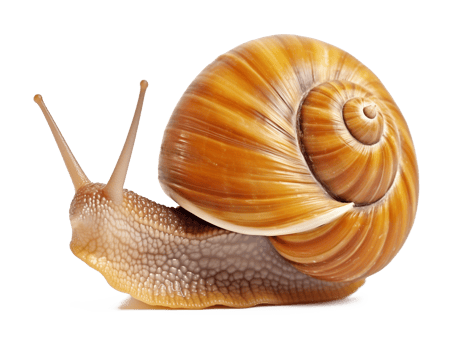 Snail Isolated on Transparent Background png
