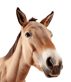 Donkey Face Shot Isolated on Transparent Background png