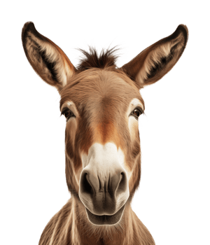 Donkey Portrait Picture Isolated on Transparent Background png