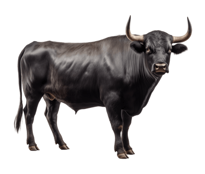 Black Bull Isolated on Transparent Background png