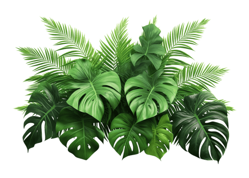 Tropical Leaves Foliage Arrangement Isolated on Transparent Background png