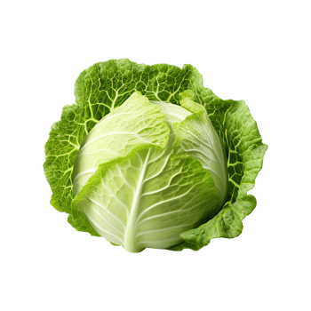 Green fresh cabbage isolated on transparent background png