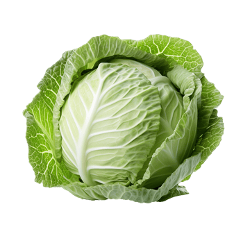 Green fresh cabbage isolated on transparent background png