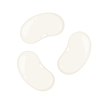 White kidney beans . White kidney beans on white background. vector