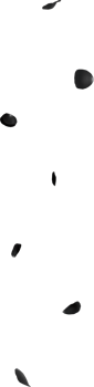 black rose flowers png